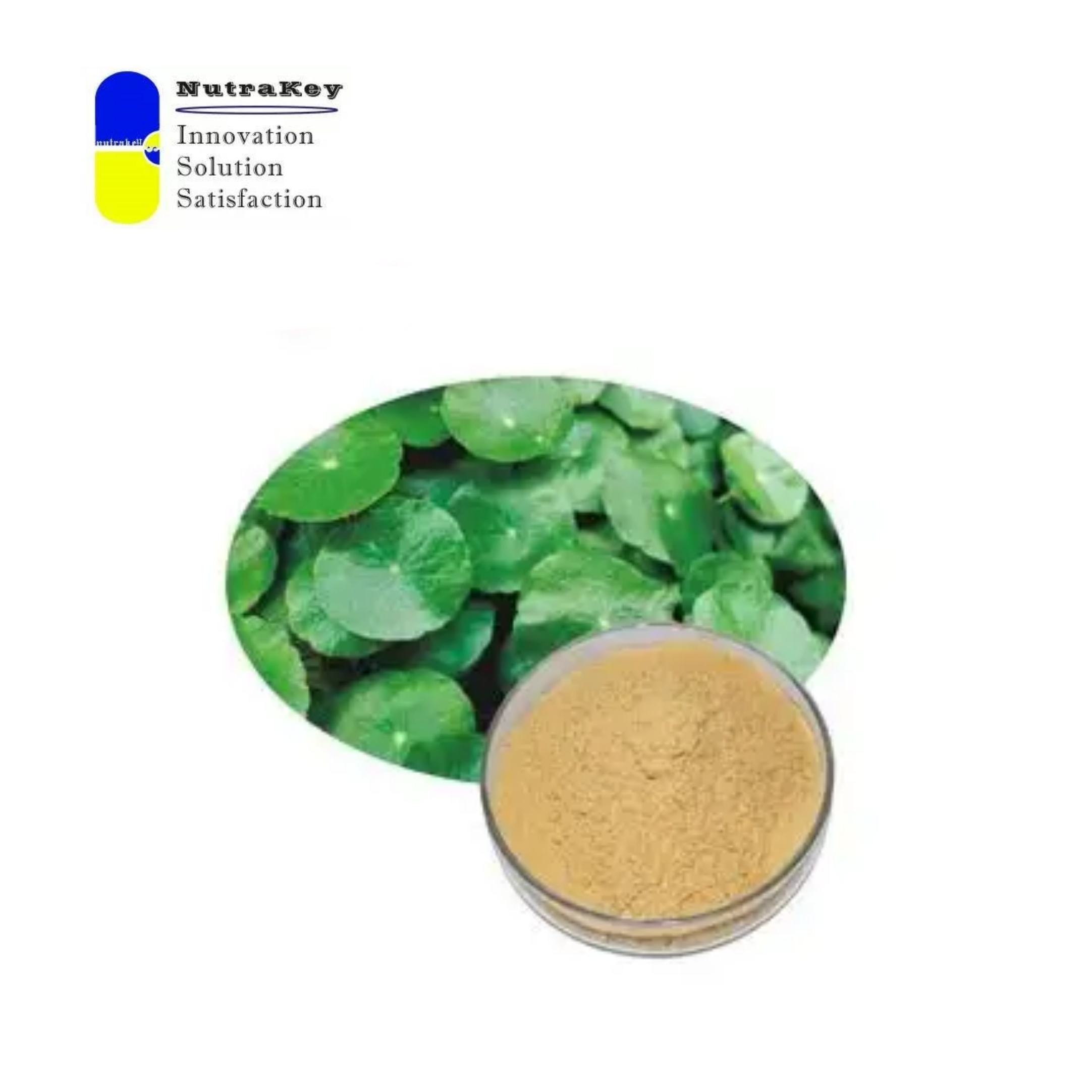 Premium Gotu Kola Extract Powder 10% Triterpenes, Centella Asiatica, for Cosmetics &amp; Dietary Supplements