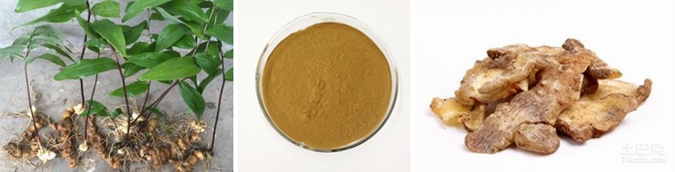 Herbal Rhizoma Polygonati Extract for Health Care