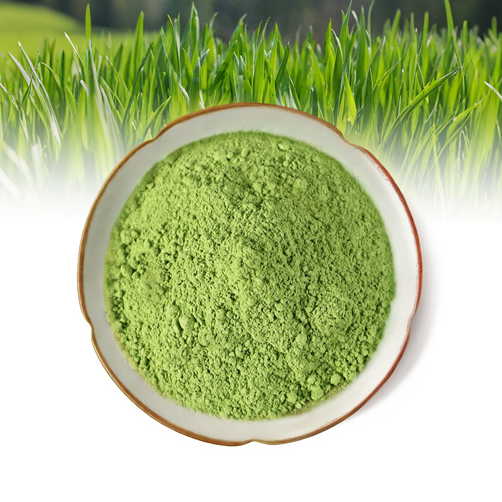 High Purity Natural Wheatgrass Powder Herbal Extract Water Extract for Beverages and Food Applications in Bottle/Drum Packaging