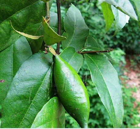 Factory Supply Natural Herbal Extract Gymnema Sylvestre Leaf Extract Powder 25%-75% Gymnemic Acids