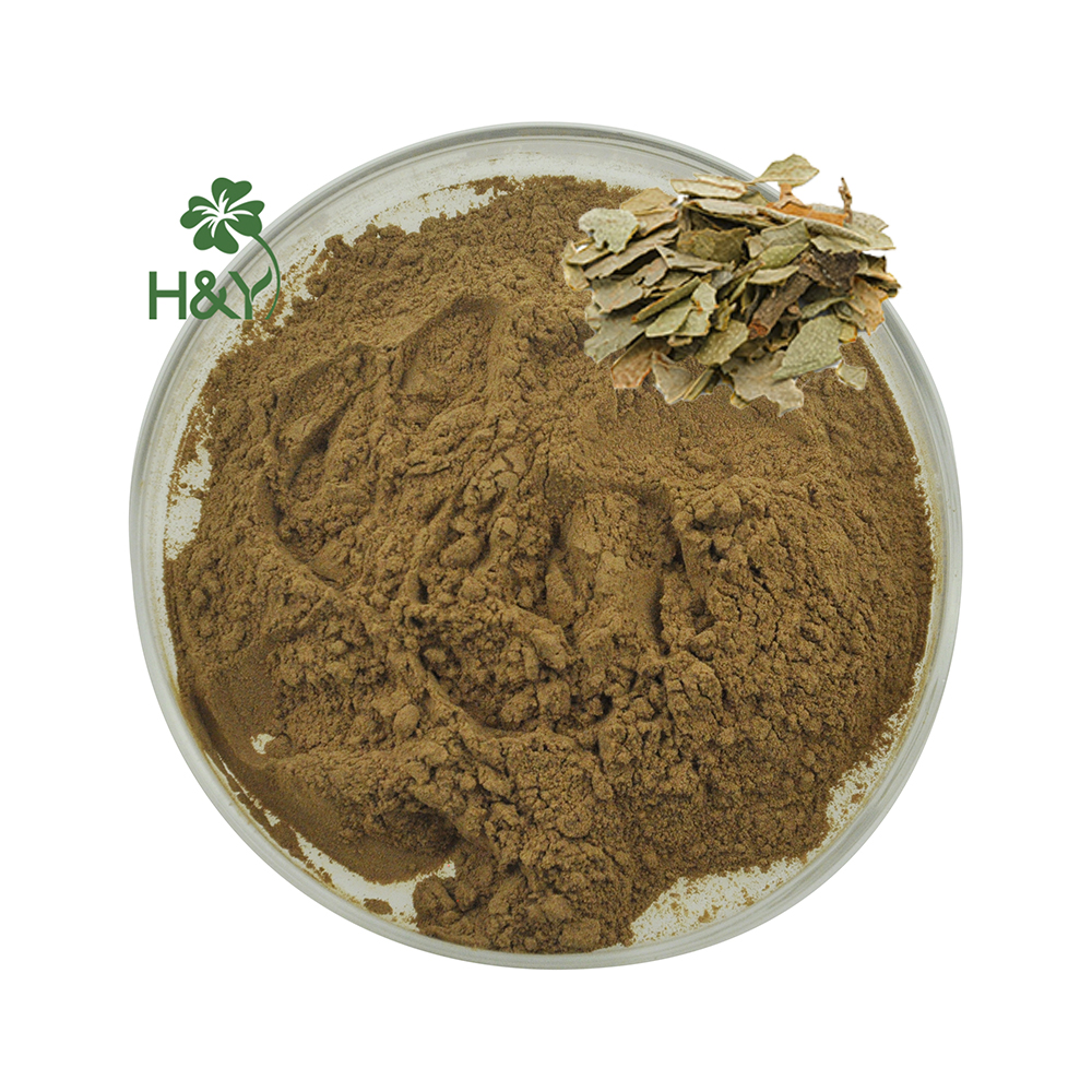 Natrual Plant Extract 10:1 20:1 Boldo Leaves Leaf Extract Powder