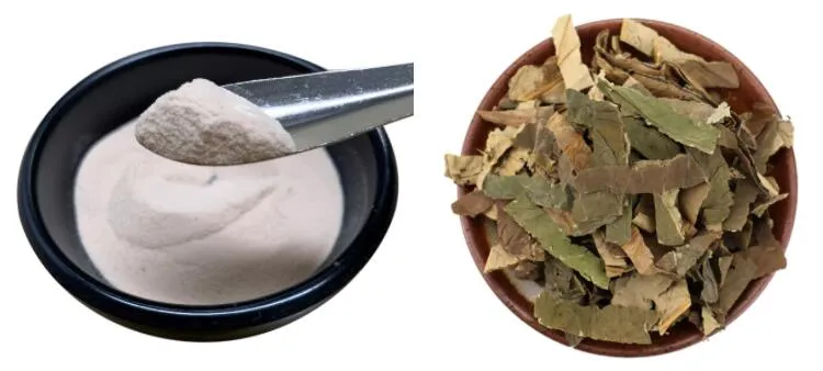 Nature Lotus Leaf Extract Water Soluble Nuciferin Powder Herbal Extract