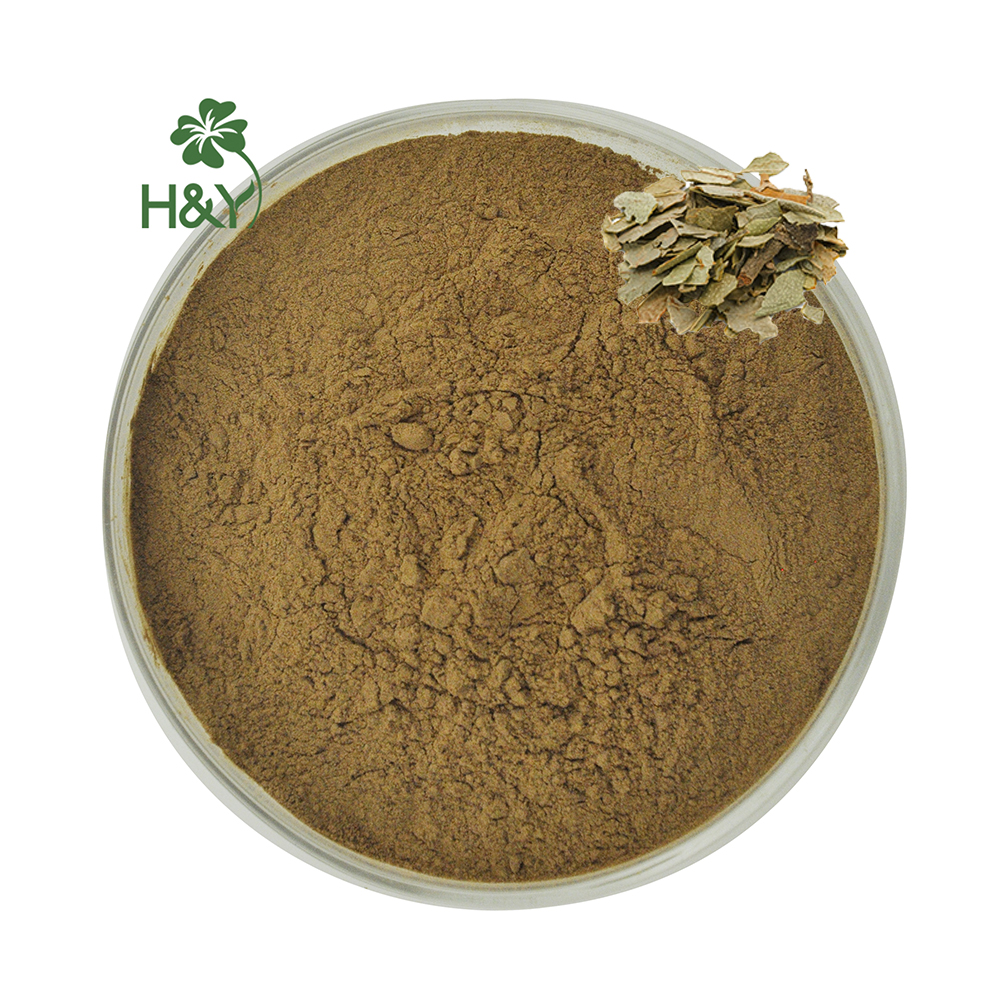 Natrual Plant Extract 10:1 20:1 Boldo Leaves Leaf Extract Powder