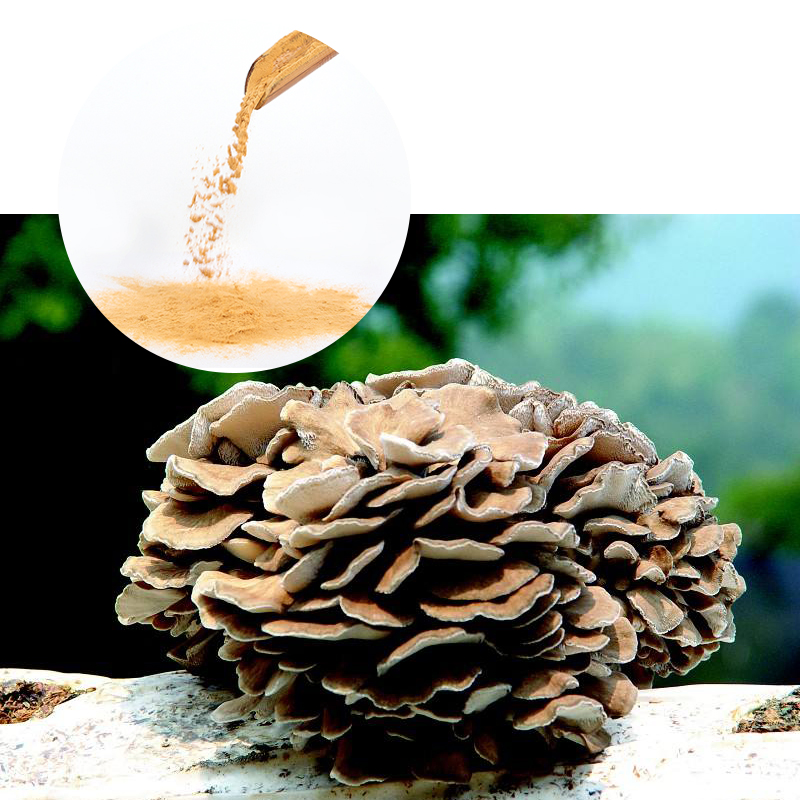 Buy First Serve 1oo% Water Soluble Herbal Extract Maitake Mushroom Extract