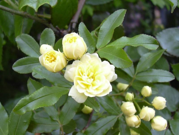 Radix Aucklandiae Extract Costus Root Extract Powder