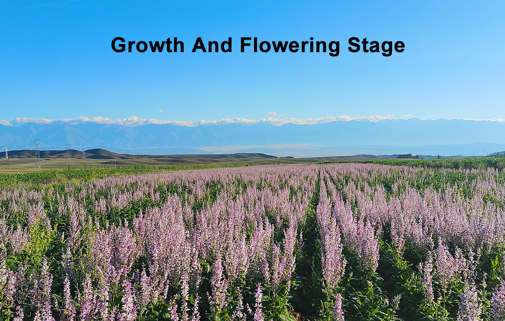 Natural Salvia Sclarea Extract Ambroxane Wild Herbal Extract Powder Cosmetic Grade 99% Purity Raw Material Factory Supply