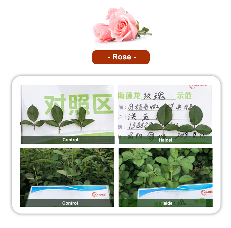 Seaweed Fertilizer Application Gallery 6