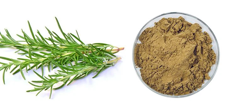 Rosemary Extract Active Compounds