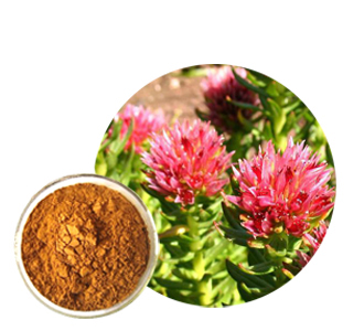 GSGC Factory Delivery Best Price Bulk Rhodiola Quadrifida Rhodiola Rosea Root Extract Powder