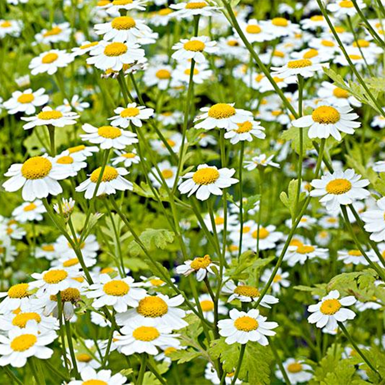 Chinese Herbal Manzanilla Chamomile Flower Extract Organic Chamomile Extract Powder