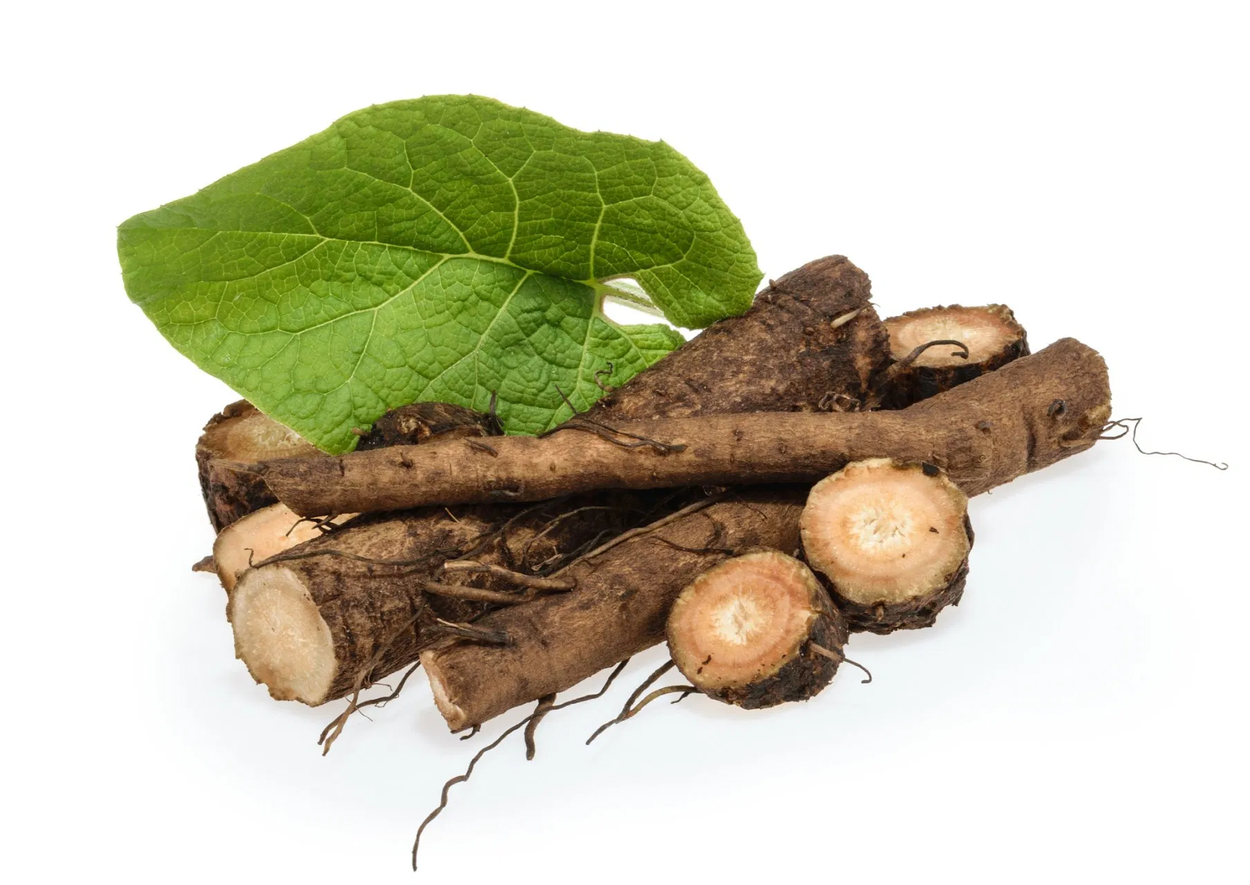 High Quality Burdock Extract Powder 100% Natural Herbal Extract Fully Water-Soluble