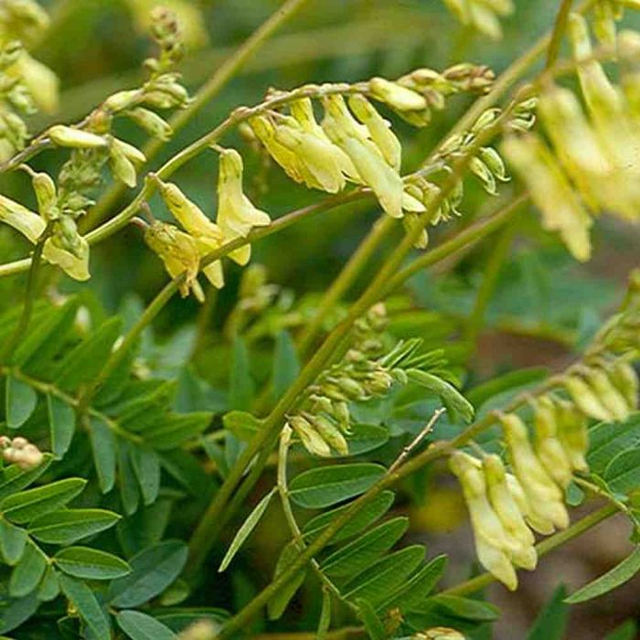 Astragalus Root Showcase