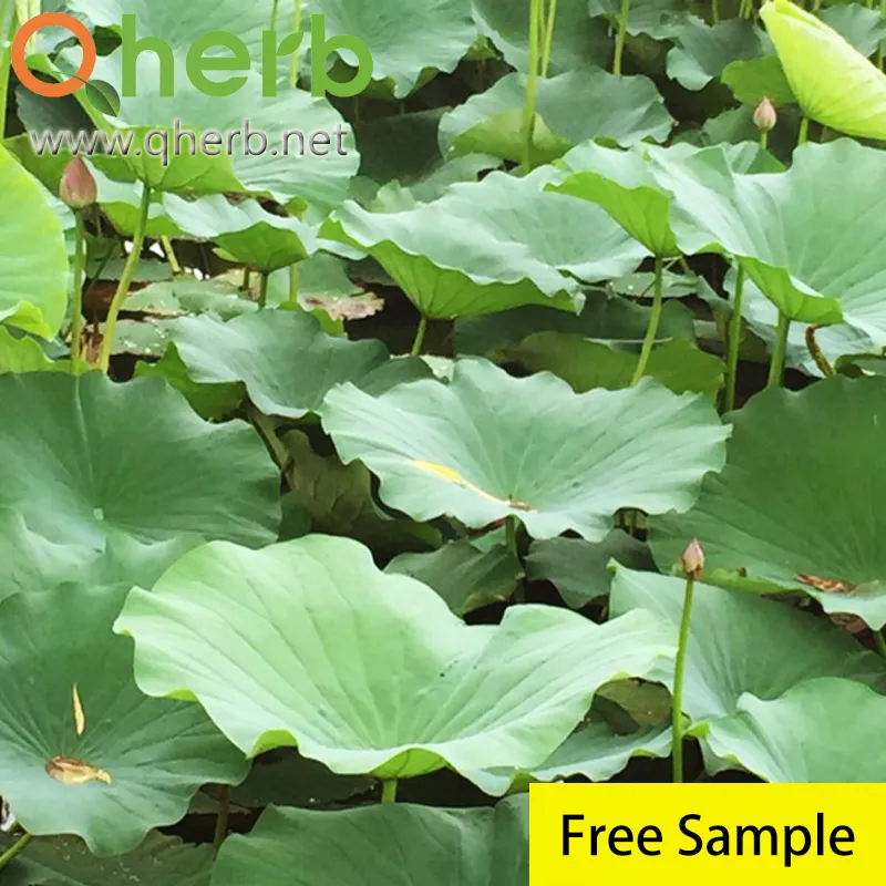 Water Soluble Nuciferin Nuciferine Lotus Leaf Extract with Effect of Weight Loss Herbal