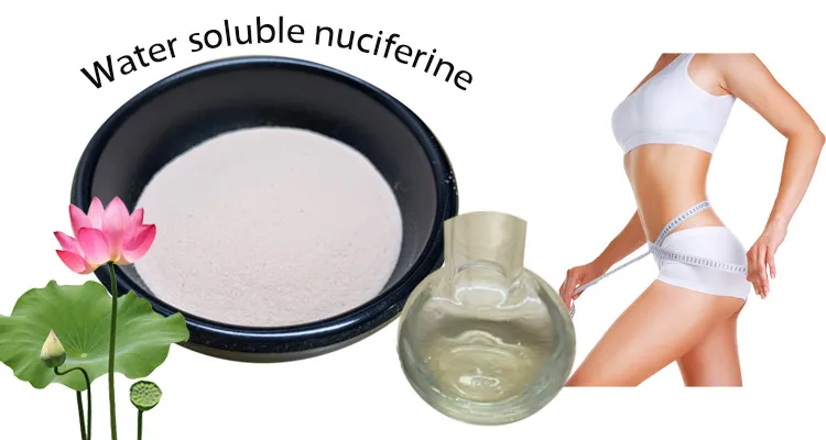 Nature Lotus Leaf Extract Water Soluble Nuciferin Powder Herbal Extract