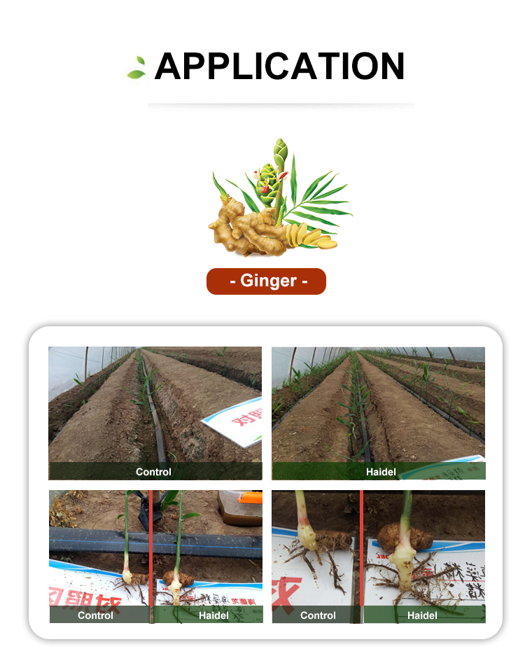 Seaweed Fertilizer Application Gallery 4