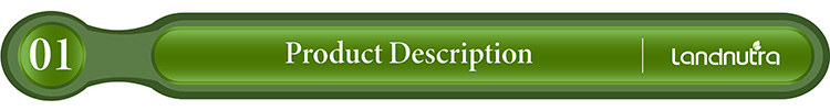 Wholesale Bulk Pure Organic Reishi Mushroom Extract Ganoderma Lucidum Powder Reishi Mushroom Extract Powder