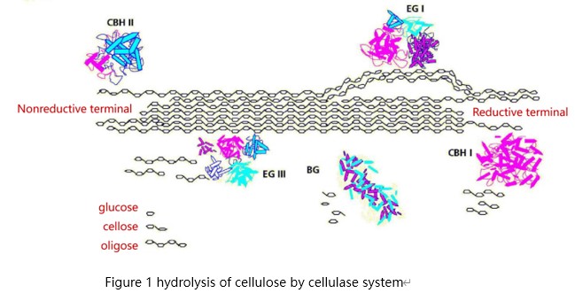 Cellulase Mechanism Diagram