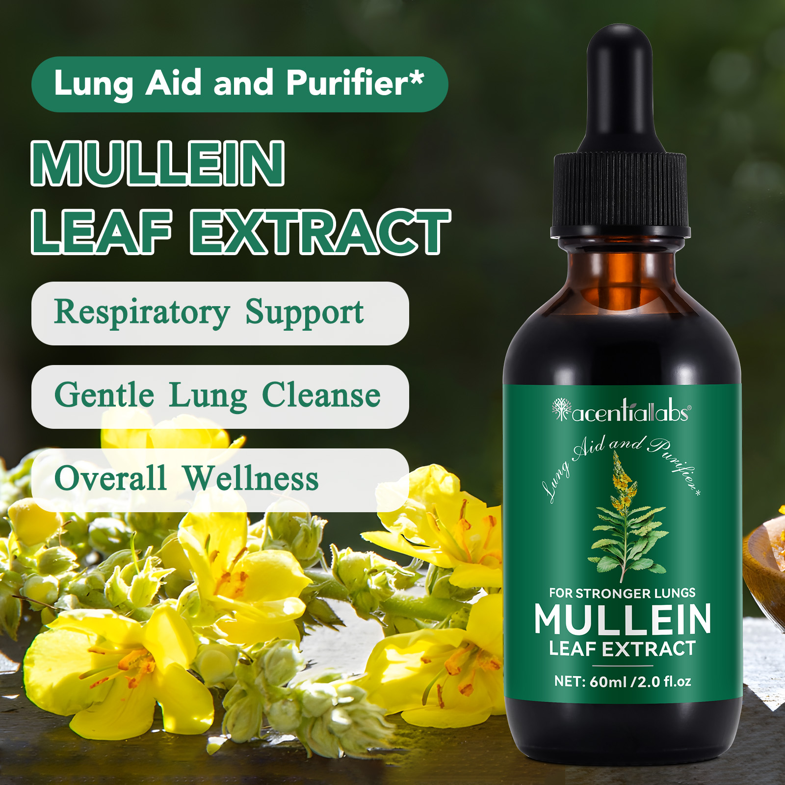 Mullein Leaf Benefits