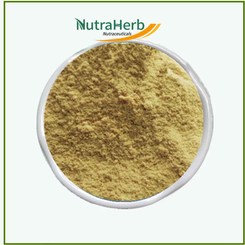 Natural Organic Camellia Saponin Powder 60% 90% Tea Seed Powder Saponin Extract