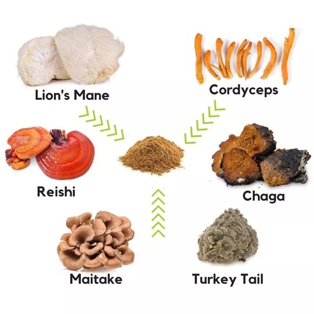 Private Label Quality Herbal Mushroom Extract Powder - USDA Organic - Lions Mane, Reishi, Cordyceps, Chaga, Turkey Tail