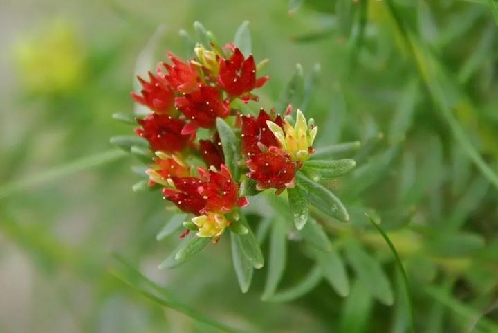 Rhodiola Rosea Root Plant