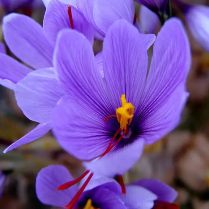 Original Bulk Safranal Saffron Flower Food Color Price Packaging China Natural Wholesale Skincare Pure Saffron Extract Powder