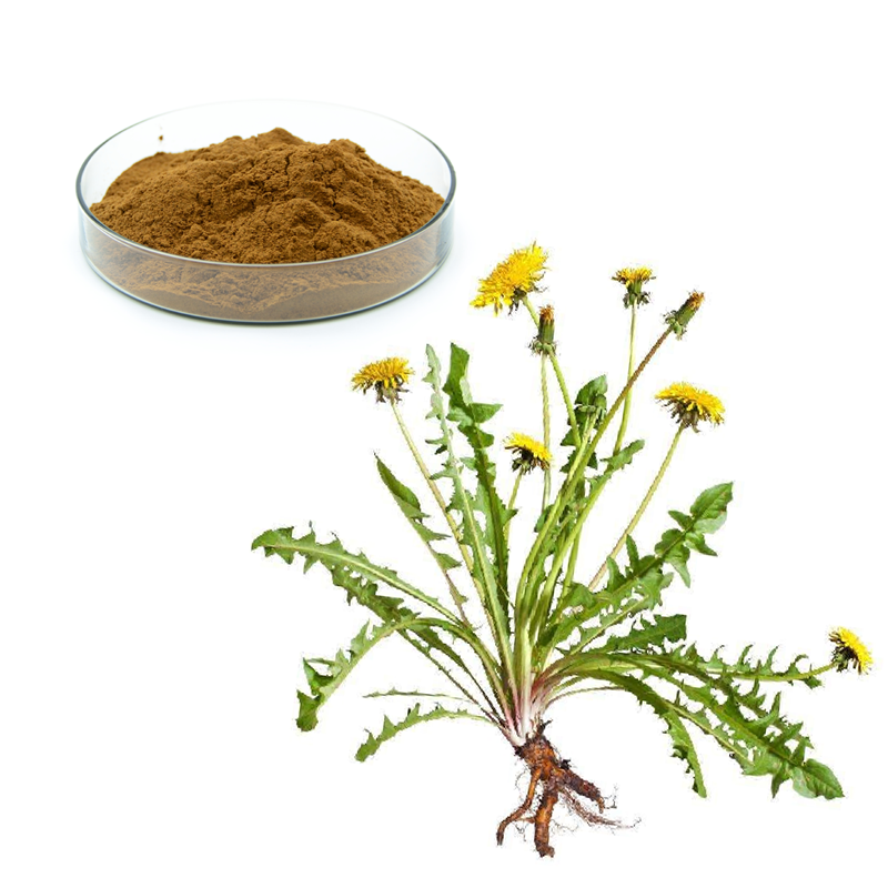 Taraxacum Mongolicum Botanical Herbal Dandelion Root Extract Powder Taraxol Taraxerol 5% Flavonoids Tea Bag Cosmetics Food