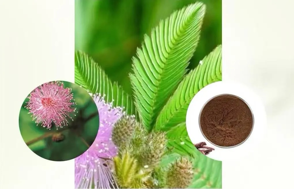 Factory Price Wholesale Mimosa Hostilis Powdered Root Bark Extract