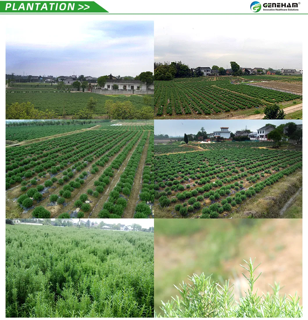 Rosemary Plantation Base