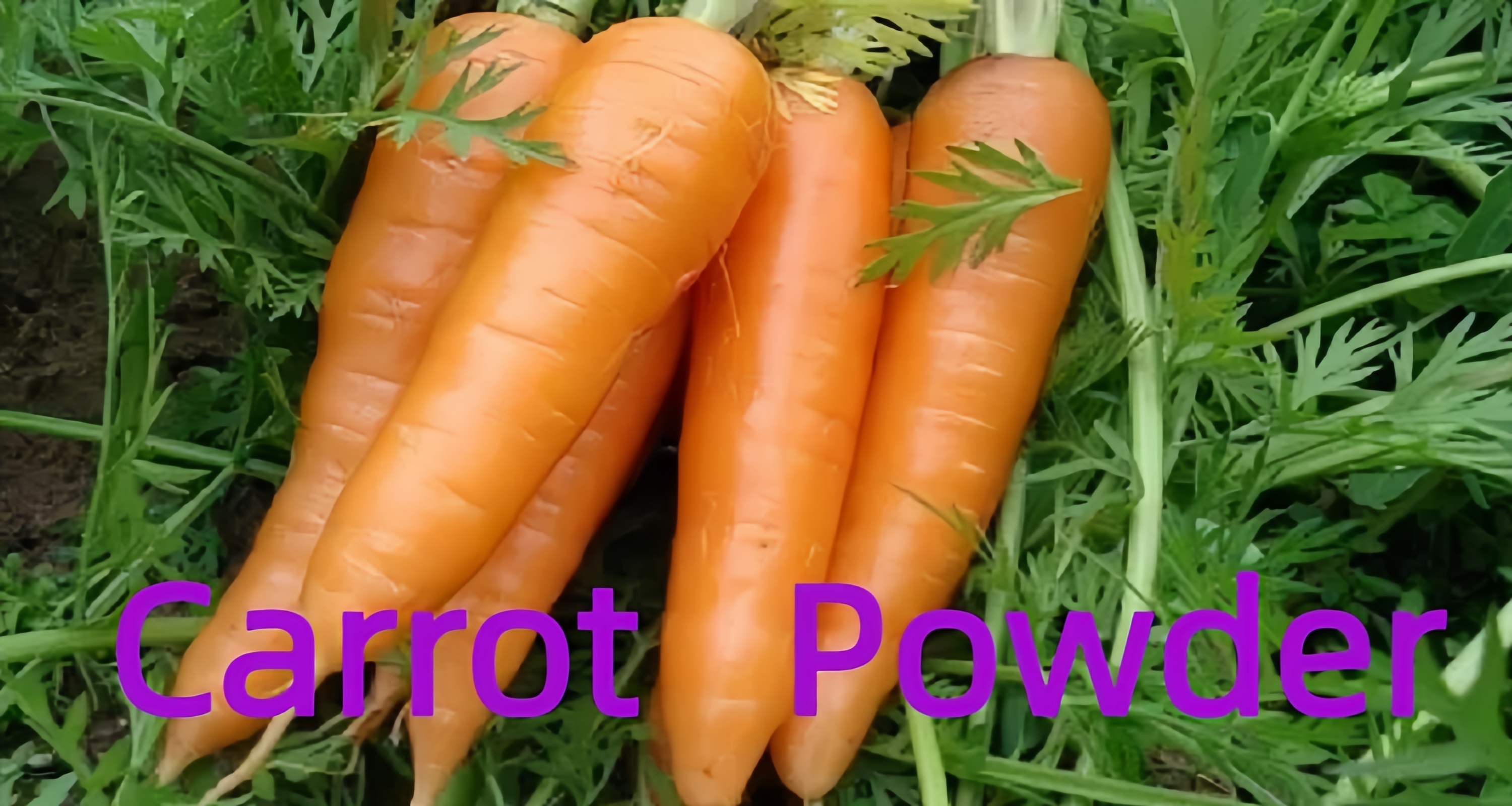 Organic Carrot Juice Powder
