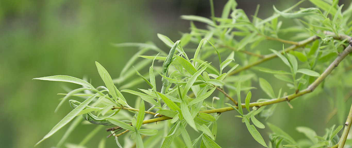 Hot Sell Organic Natural White Willow Tree Bark Extract Skin Anti-inflammatory