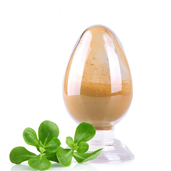 Herbal Extract Health Food Raw Materials Purslane Herbs Extract Powder