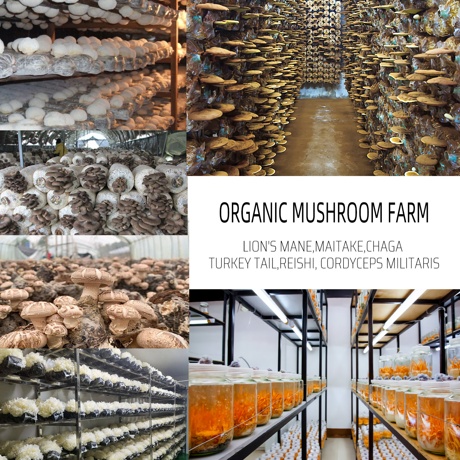 Standardized Mushroom Powder Reishi Extract Powder and Ganoderma Lucidum for Comprehensive Care