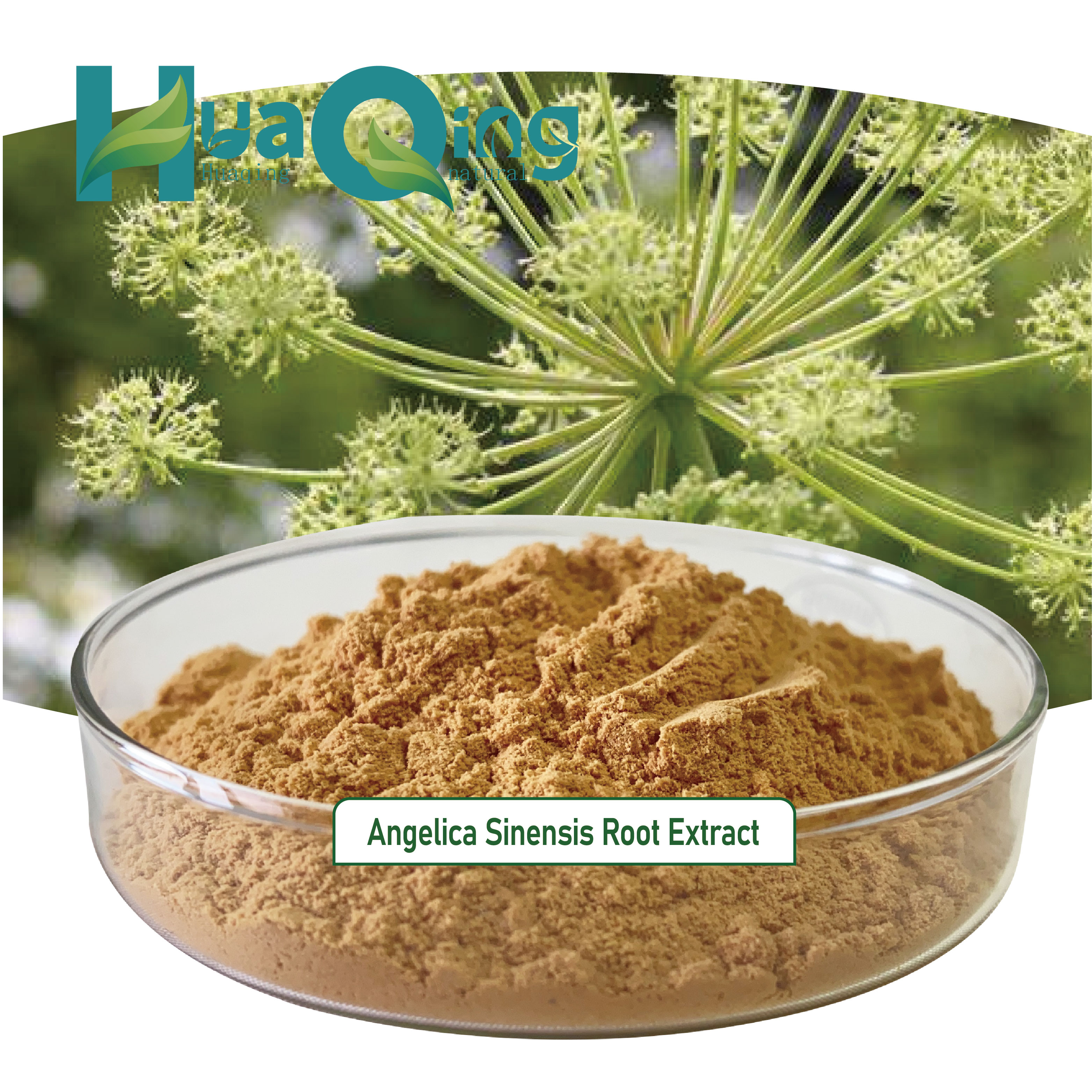 Radix Angelica Sinensis Root