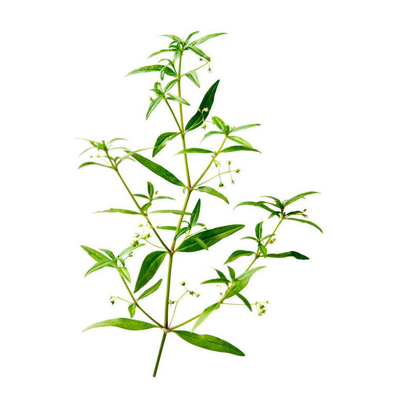 Factory Supply 100% Water Soluble Food Grade Pure Natural Herba Hedyotis Extract Powder