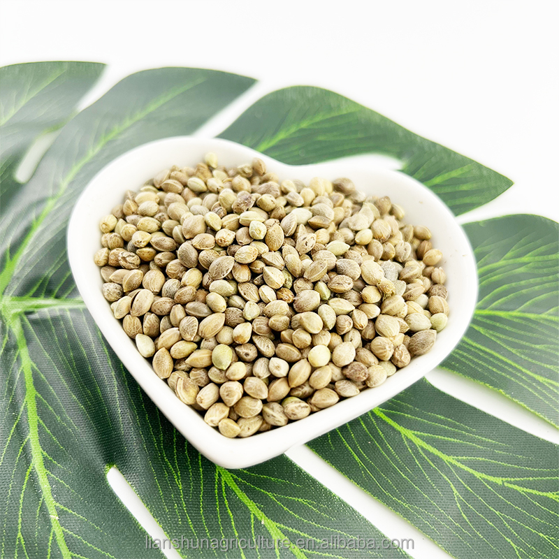 Hemp seeds closeup 1