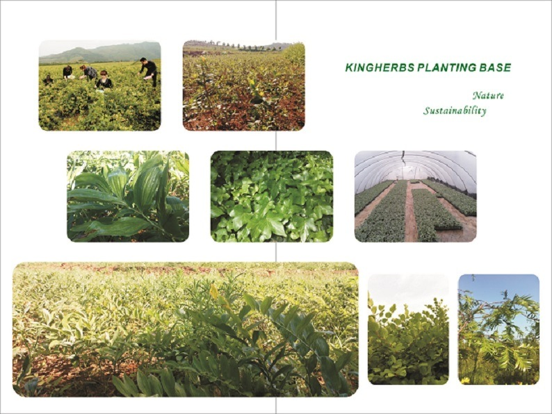 Healthcare Flavonoids Sea Buckthorn Fruit Extract Vc