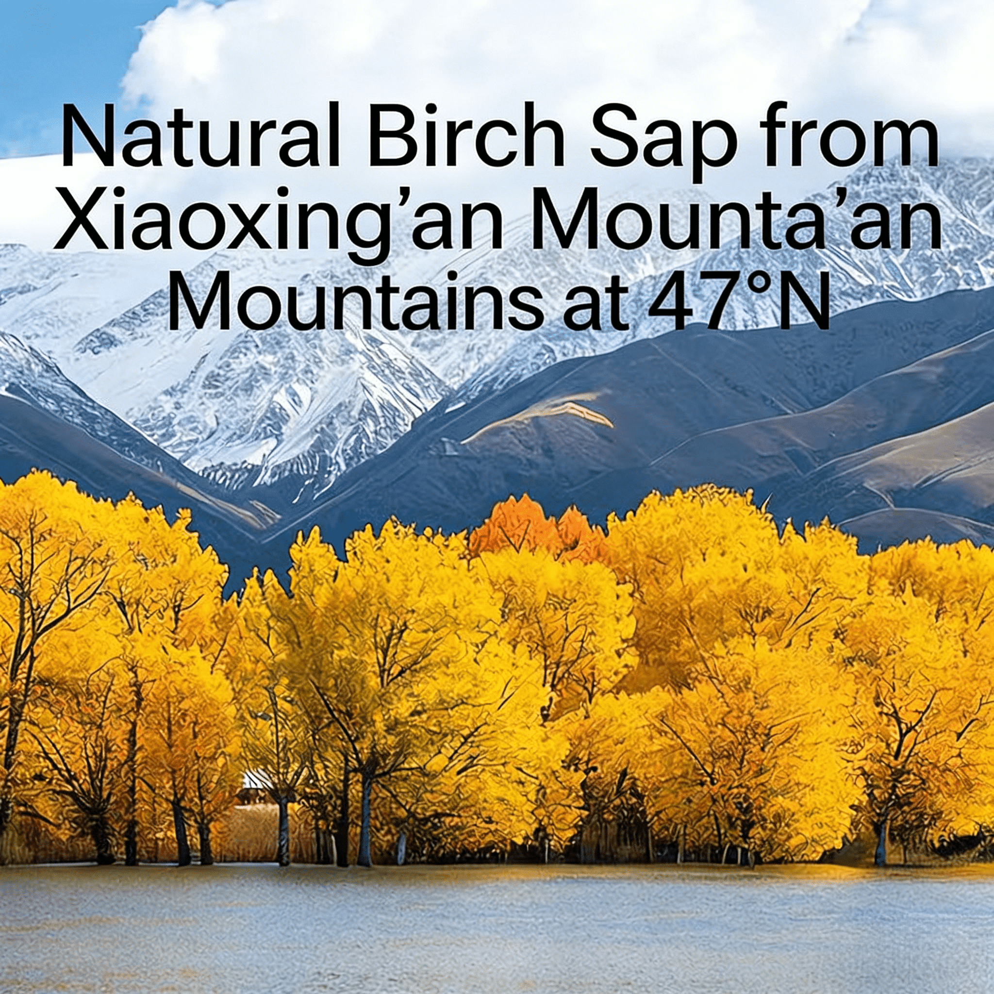 Jiufengshan Yangxingu Birch Sap A Whole Ginseng Root 6 Bottle/box
