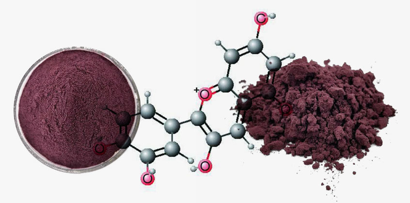 Water Solubility 25% High Proanthocyanidins Cosmetic Grade Blushwood Cranberry Extract