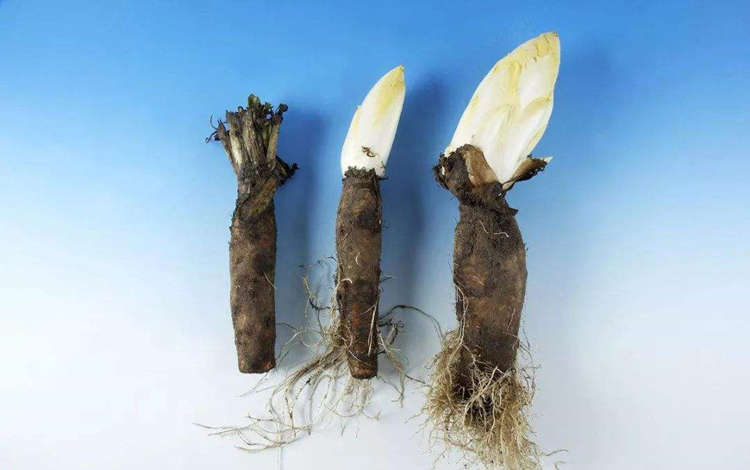 Inulin Processing Excellence