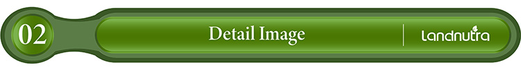 Wholesale Bulk Pure Organic Reishi Mushroom Extract Ganoderma Lucidum Powder Reishi Mushroom Extract Powder