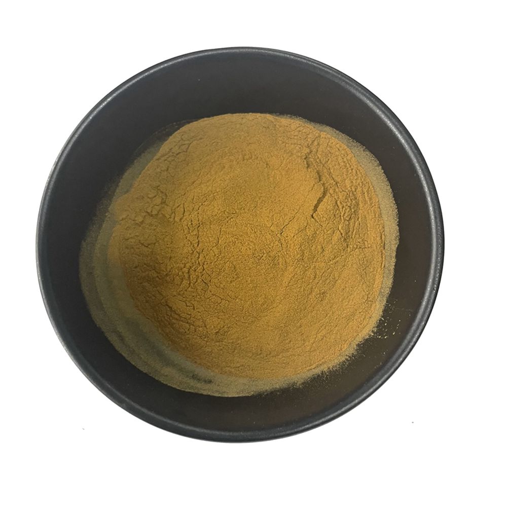 Chinese Herb Chinese Angelica Root Extract/ Dong Quai Extract Powder