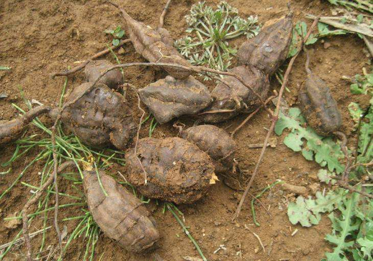 Hair Care Natural Chinese Herbs Plant 1: 1 4: 1 5: 1 10: 1 20: 1 Polygonum Multiflorum Extract