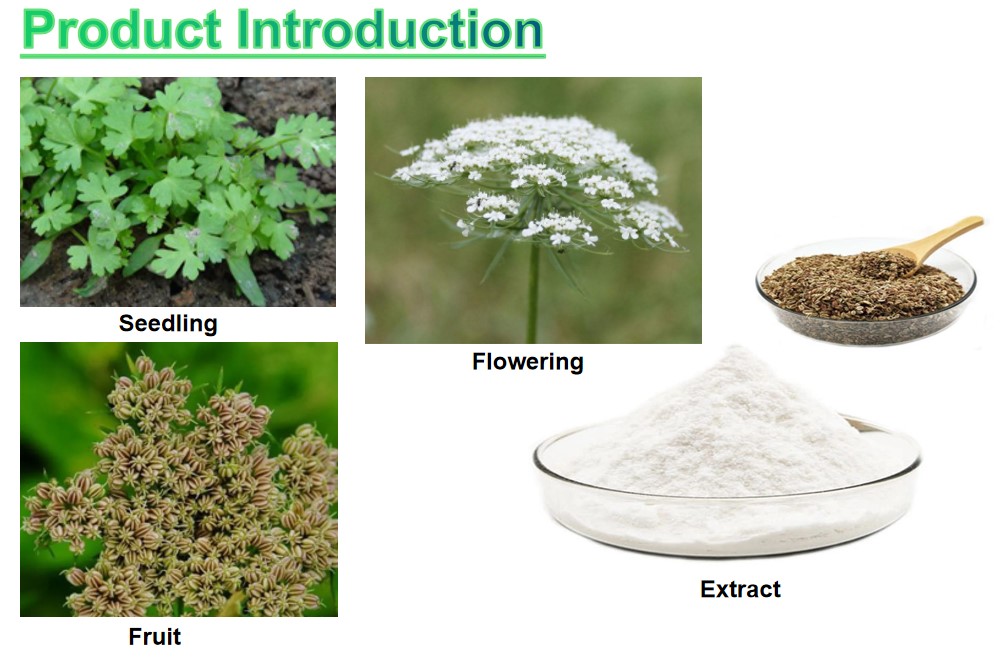 Cnidum Extract Introduction