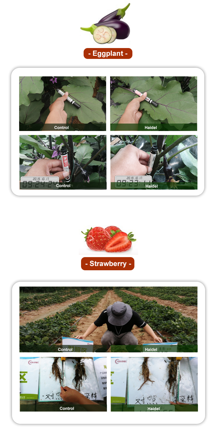 Seaweed Fertilizer Application Gallery 5