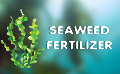 Seaweed Extract Production 1