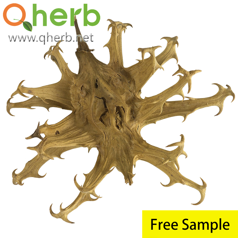 ISO Harpagoside Harpagophytum Procumbens Devil′ S Claw Extract for Health Care