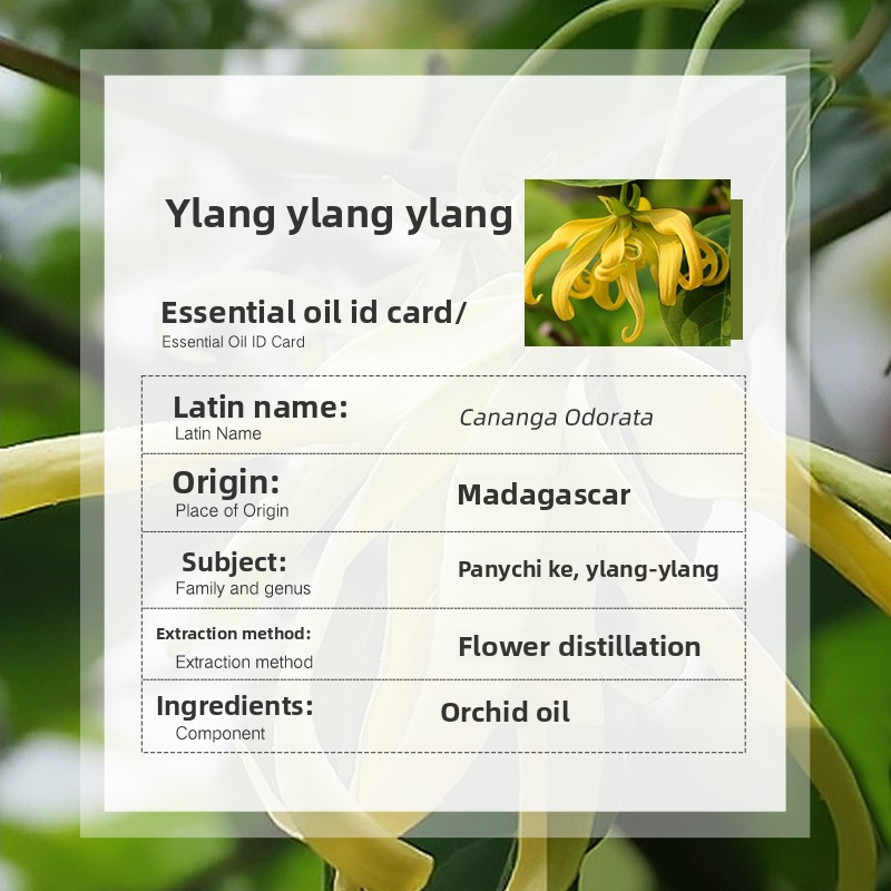 Organic Distilled Ylang Ylang Essential Oil High Quality Pure Aromatherapy Skincare Raw Material Sweet Odor Madagascar Wholesale