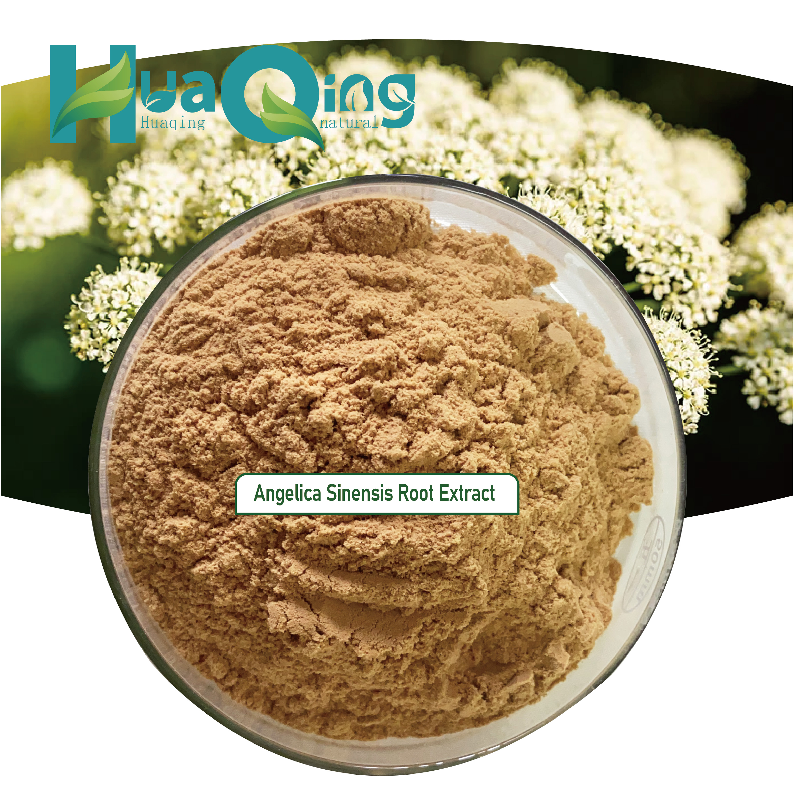 100% Natural Food Grade Dong Quai Herbal Extract Powder 10:1 Radix Angelica Sinensis Root Chinese Traditional Herbal Supplement