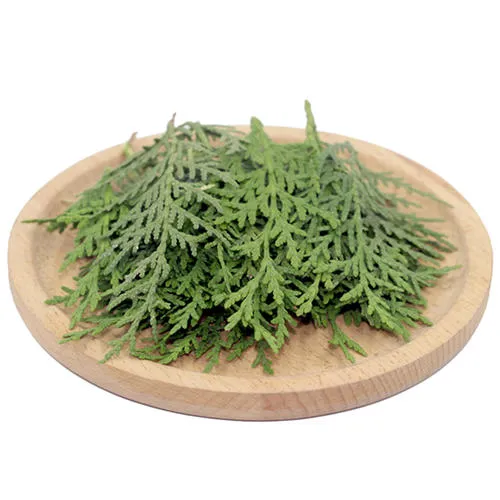 Pure Cacumen Platycladi Orientalis Extract Natural Hair Care Herbal Raw Powder